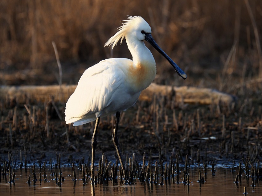 Spatola (Platalea leucorodia)